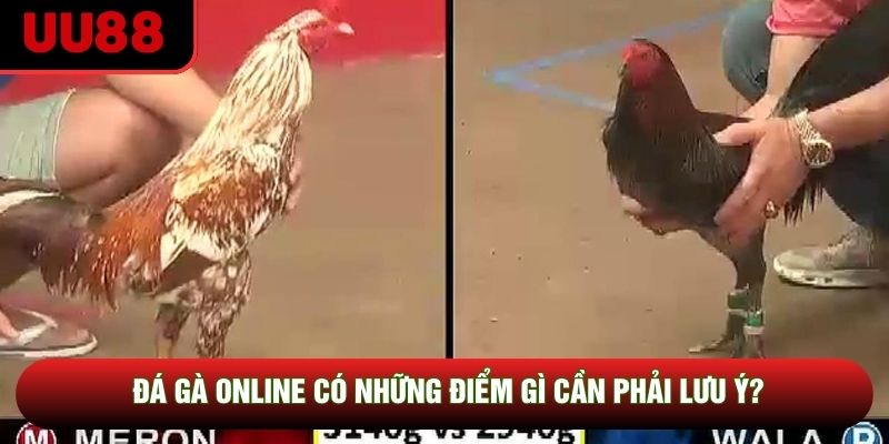Đá gà online có những điểm gì cần phải lưu ý?