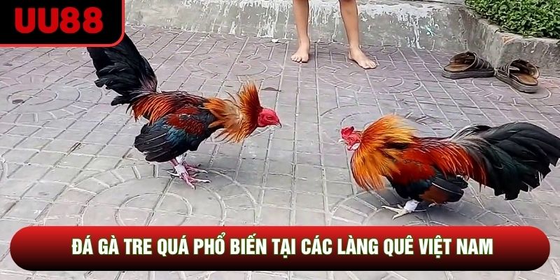 Đá gà tre quá phổ biến tại các làng quê Việt Nam