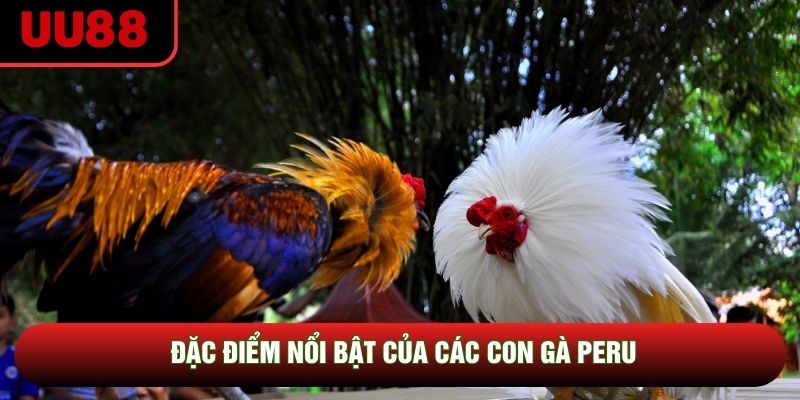 Đặc điểm nổi bật của các con gà Peru