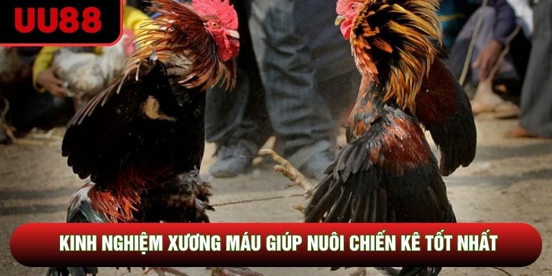 Kinh nghiệm xương máu giúp nuôi chiến kê tốt nhất