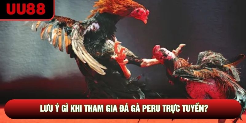 Lưu ý gì khi tham gia đá gà Peru trực tuyến?