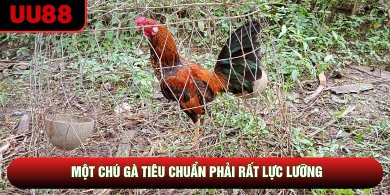 Một chú gà tiêu chuẩn phải rất lực lưỡng